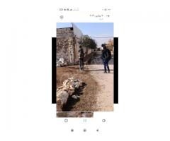 أرض للبيع في حلب جمعية الرحال - صورة 3/4