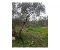 أرض للبيع في طرطوس - صورة 3/4