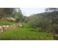 أرض زراعية للبيع في طرطوس