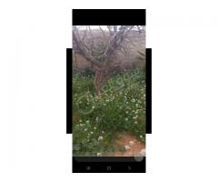 عقار للبيع في قطنا