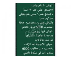 أرض زراعية طريق زيدل سكرة مفرق أمينة - صورة 4/4