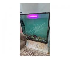 حوض سمك حجم كبير للبيع