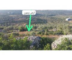 أرض للبيع في طرطوس - صورة 6/7