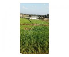 مشروع زراعي حيواني للبيع في طرطوس - صورة 1/3